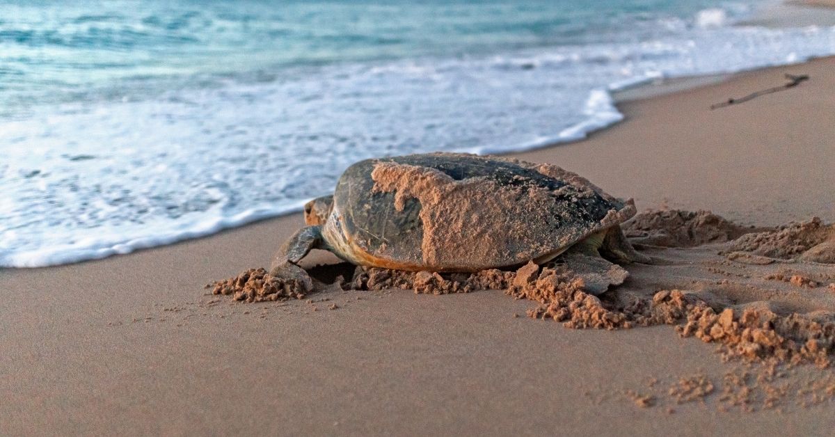 Ras Al Jinz turtle tour
