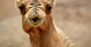 Oman travel update