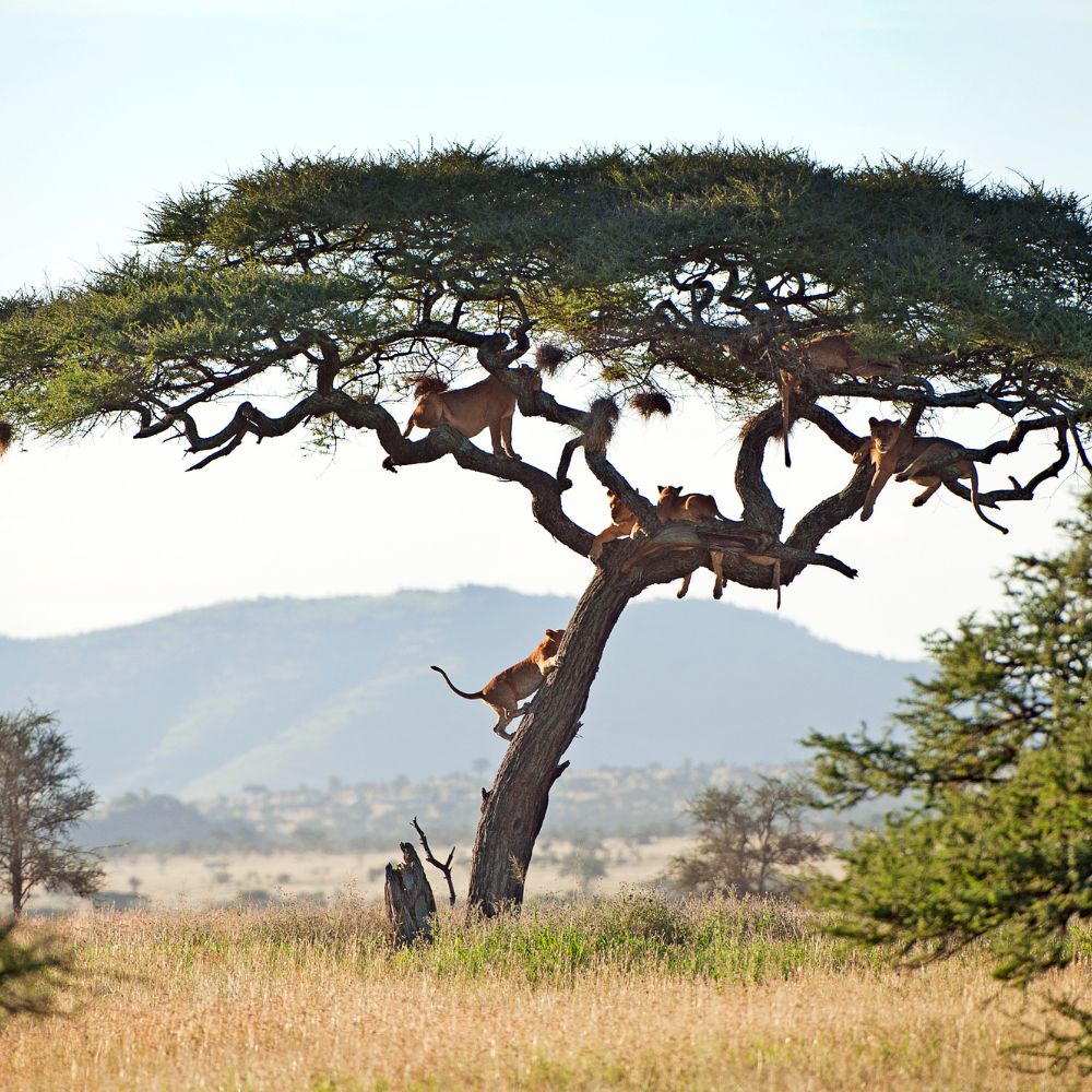 Tour Destination Image